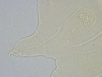 Echiniscus wendti image