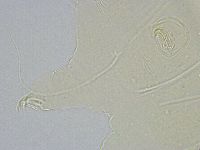 Echiniscus wendti image