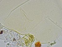 Echiniscus wendti image
