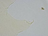 Echiniscus wendti image