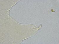 Echiniscus wendti image