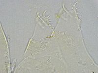 Echiniscus wendti image