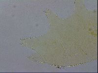Echiniscus wendti image