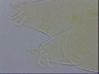 Echiniscus wendti image