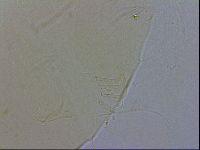 Echiniscus wendti image