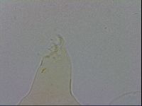 Echiniscus wendti image