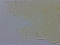Echiniscus wendti image