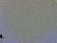 Echiniscus wendti image