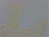Echiniscus wendti image