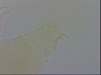 Echiniscus wendti image