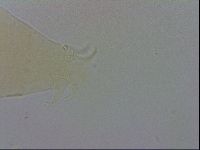 Echiniscus wendti image