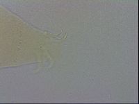 Echiniscus wendti image