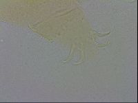 Echiniscus wendti image