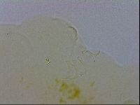 Echiniscus wendti image