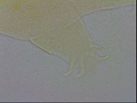 Echiniscus wendti image