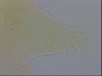 Echiniscus wendti image