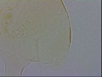 Echiniscus wendti image