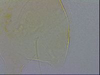 Echiniscus wendti image