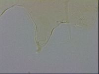 Echiniscus wendti image