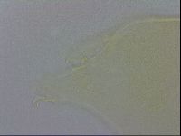 Echiniscus wendti image