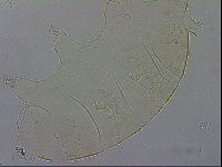 Echiniscus wendti image