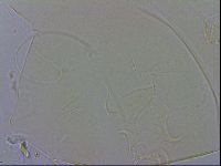 Echiniscus wendti image