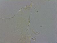 Echiniscus wendti image