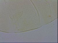 Echiniscus wendti image