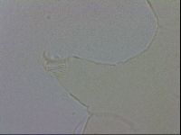 Echiniscus wendti image