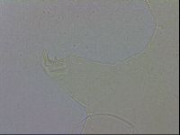 Echiniscus wendti image