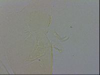 Echiniscus wendti image