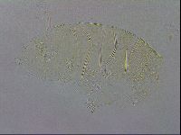 Echiniscus wendti image