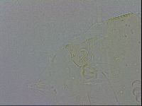 Echiniscus wendti image