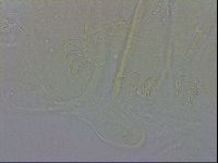Echiniscus wendti image