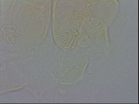 Echiniscus wendti image