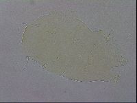 Echiniscus wendti image