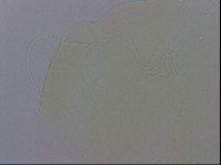 Echiniscus wendti image