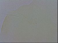 Echiniscus wendti image