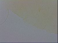 Echiniscus wendti image