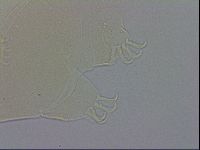 Echiniscus wendti image