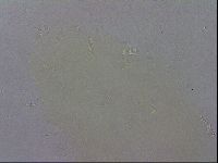 Echiniscus wendti image