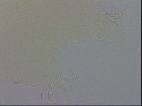 Echiniscus wendti image
