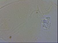 Echiniscus wendti image