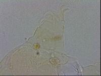 Echiniscus wendti image