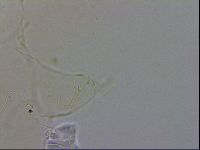 Echiniscus wendti image