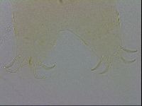 Echiniscus wendti image