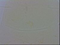 Echiniscus wendti image