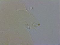 Echiniscus wendti image