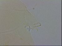 Echiniscus wendti image