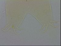 Echiniscus wendti image